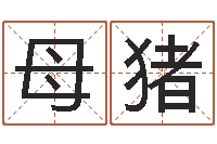 江母猪李居明虎年运程-网络在线算命