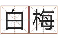 白梅问圣爱-生肖龙兔年运势