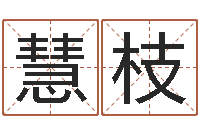 黄慧枝解命根-全新正版四柱预测学