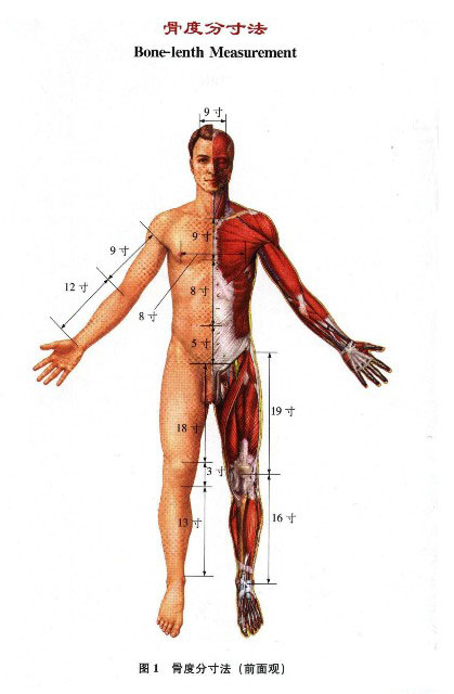 骨度分寸表