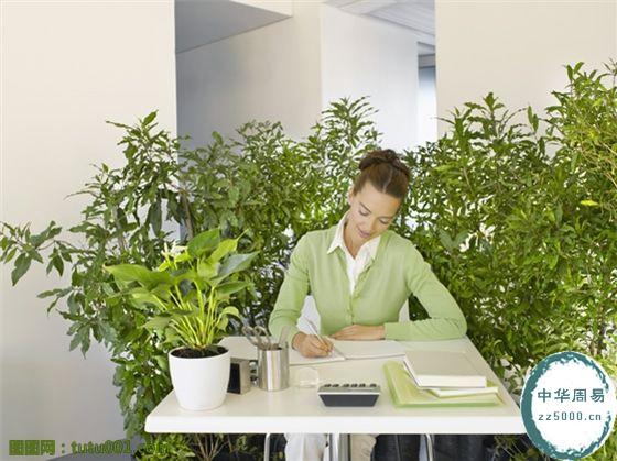 办公室养植物为什么容易死