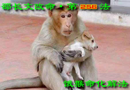 【饿猴命化解】解灾集《邵长文改命调运》第256法