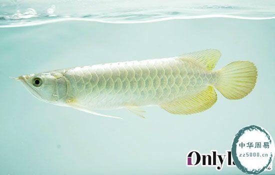最贵风水鱼-白金龙鱼