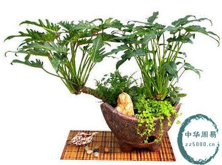 如何让书房风水植物增加运势