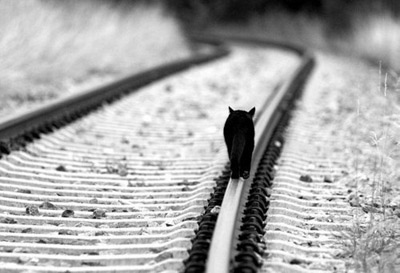 天蝎座猫咪：孤独猫