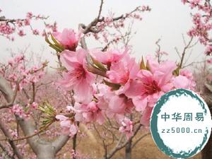 3月开什么花