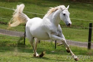 馬"馬"字的传说：马是很有灵性的动物，天生胆小因此马是站立睡