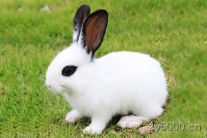 兔"兔"字的传说：卯年生即属兔，据说兔子也在卯时（清晨五时至