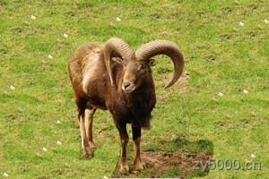 羊"羊"字的传说：羊是吉祥的动物，它的最大特点是跪乳羔羊，吃