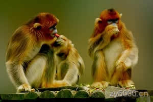 猴"猴"字的传说：猴是坐不住，善於变动，经常换工作的以属猴的